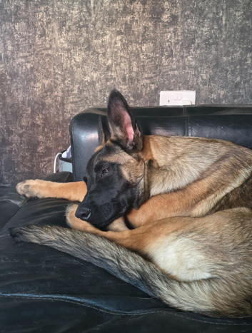 6 month German Shepherd