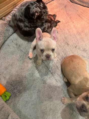 French bulldog puppies