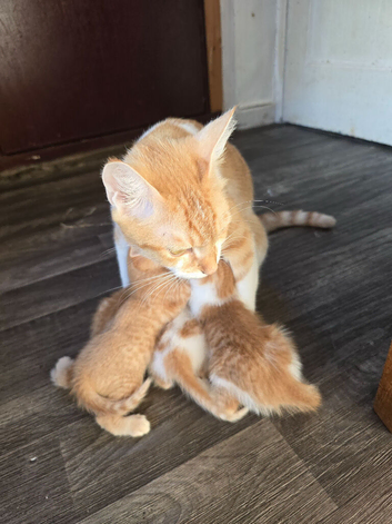 4 beautyfull kittens looking for forever loving home