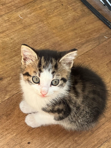 Beautiful kittens ready to go!
