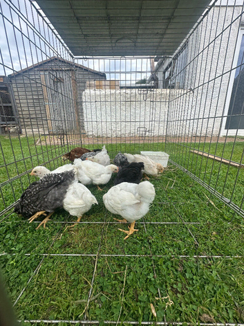 12x hybrid pullets