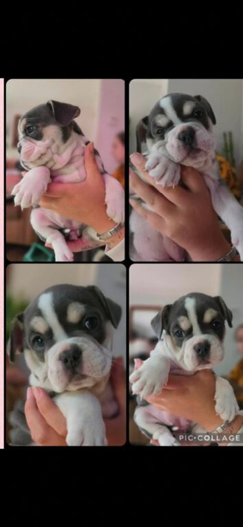 Frenchie x olde English bulldog.
