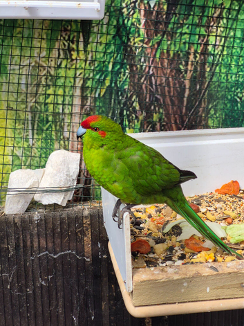 Kakariki