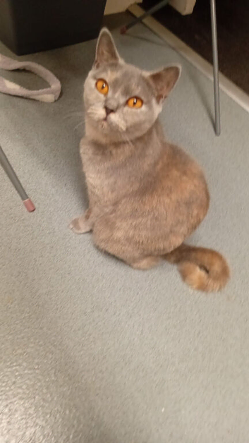 British short hair blue x ragdoll