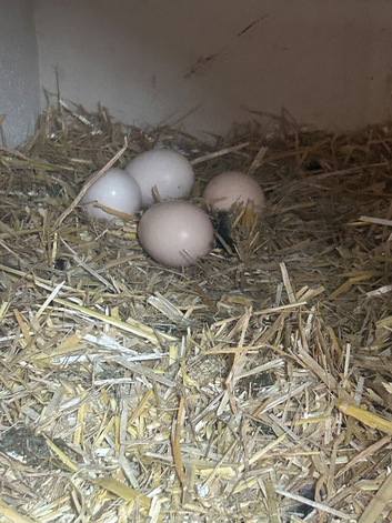 Silkie Chicks & hatching eggs for sale