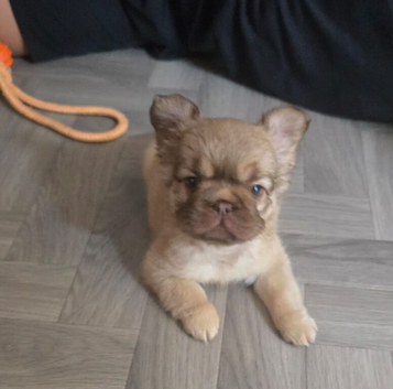 Beautiful Fluffy French Bulldog