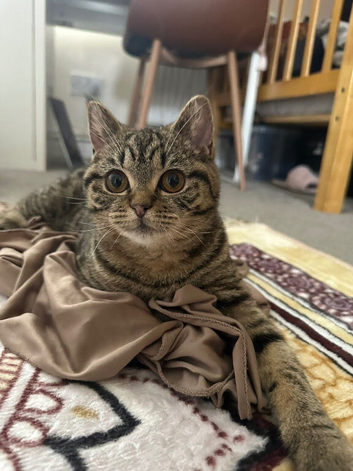 Tiny Tina