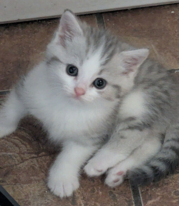 STUNNING PEDIGREE CHINCHILLA PERSIAN CROSS BRITISH BLUE SHORTHAIR