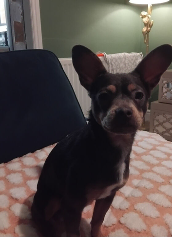 Bullhuahua
