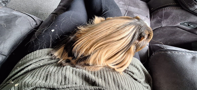Long hair 16 months male