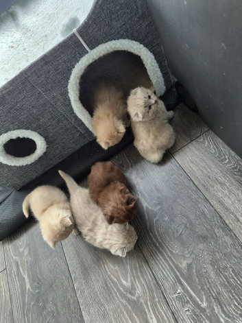 4 lilac and 2 light blue kittens