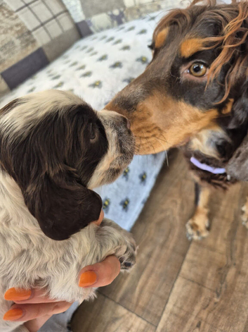 Beautiful show cocker spaniels