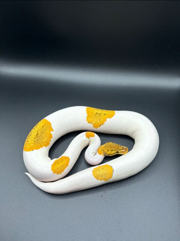 OD YB Fire Pinstripe Pied 50% Het Sunset