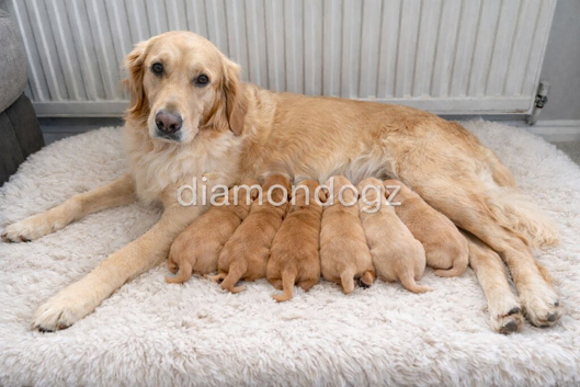 Pure Bred KC registered stunning pups