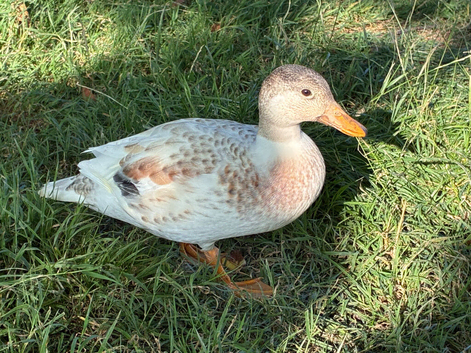 Call duck pair male and female