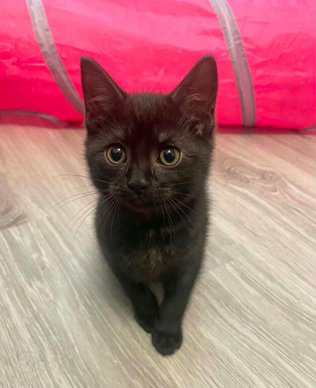 Kitten for sale