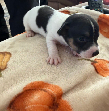Jack Russell puppies