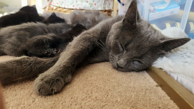 1 Grey, 3 Black kittens available