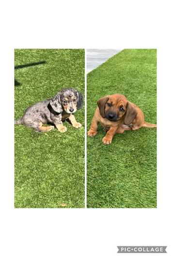 Miniature dachshund puppies for sale - ready after September 30th