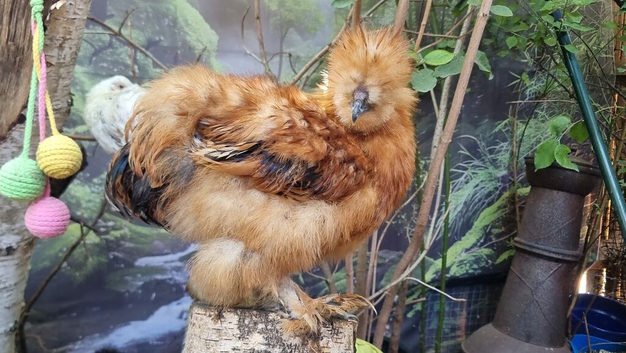 Young Silkie rooster