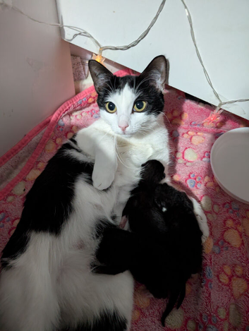 four beautiful kittens