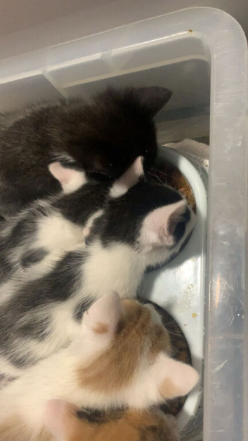 3 kittens available