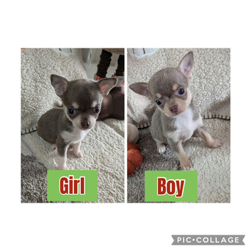 Last two Beautiful puppy chihuahuas