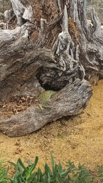 Spanish eyed lizards