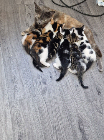6 kittens for sale