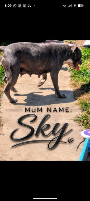 Blue Staffordshire bull terrier pups. Ready now