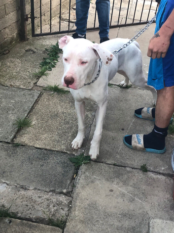 8 month old massive male
