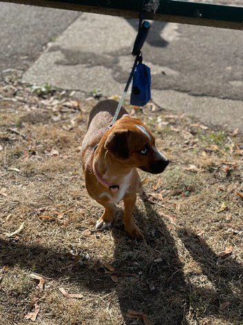 Dachshund x Pug 8 Months Old Baby Pixy