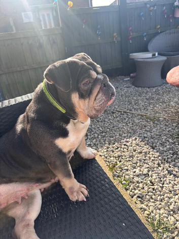 Bulldog