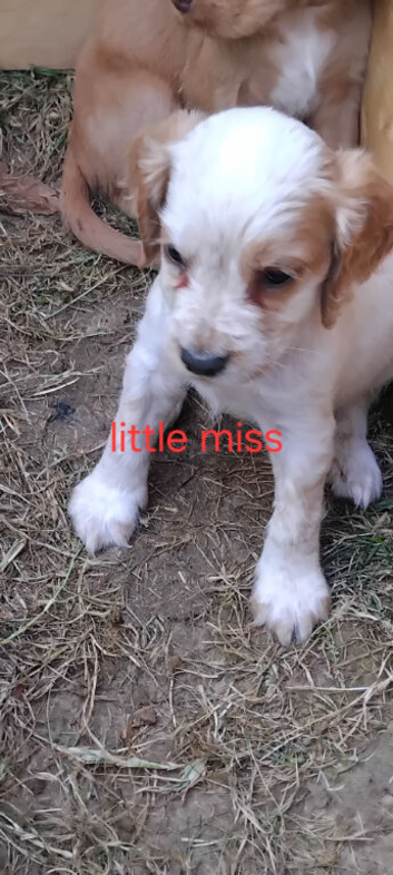 Cocker spaniel pups