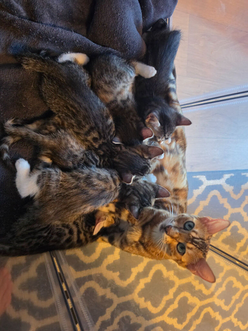 Bengal X DLH kittens