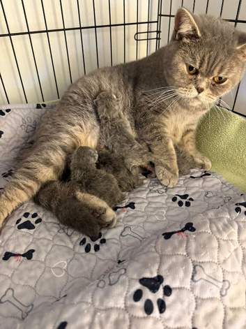 Active GCCF BSH spotted tabby - Kiki