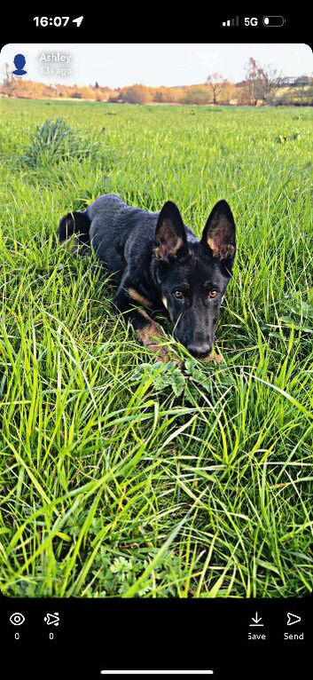 7 month old German shepherd girl