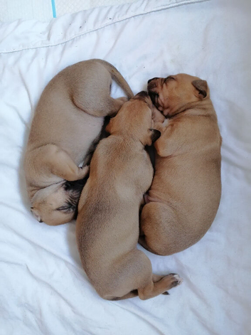 Alaunt/ bull x puppies