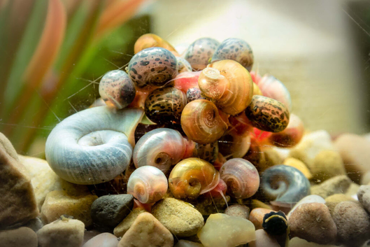 Ramshorn Snails Various Colours