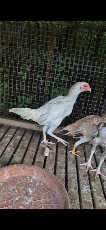 Aseel pullets
