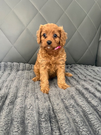 6 F1 Cavapoo puppies