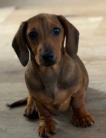 Miniature Smooth Male