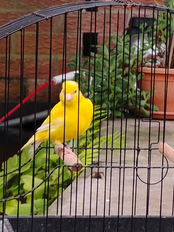 Various canaries for sale