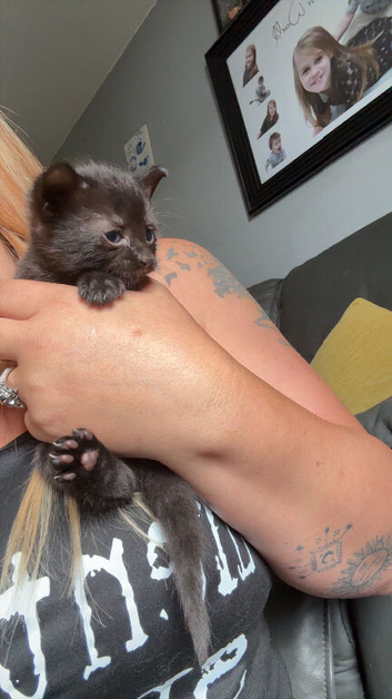 2 male kittens for sale