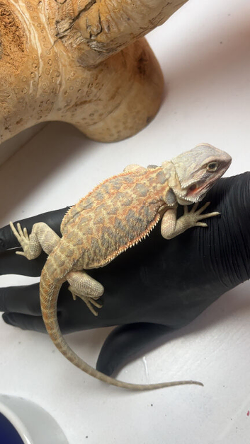Baby hypo bearded dragons