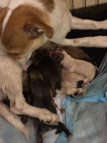 Jackrussel puppies to reserve