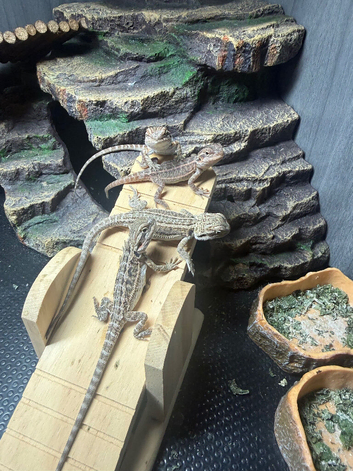 Baby Bearded Dragons