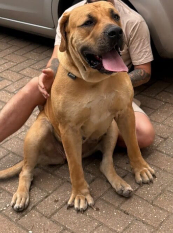 Female boerboel 18 months old sabbs registered