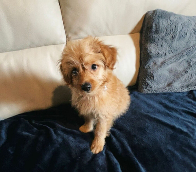 Cockapoo puppy male