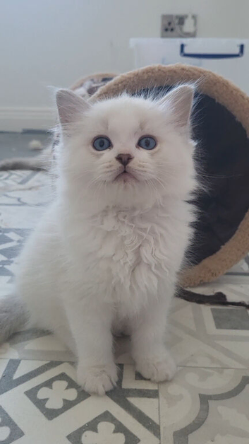 Ready to leave, x2 male ragdoll kittens
